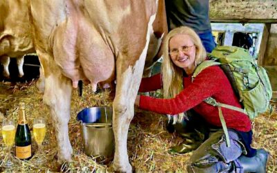 VIP Cow Milking – Swiss Luxury Without Limits